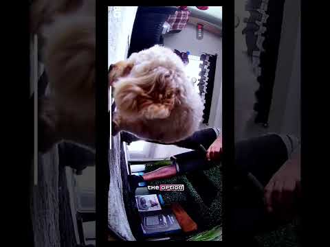 Enabot EBO AIR 2 Your home's smartest little sidekick #EboAir2 #ad #smarthome #robot #cute #robots