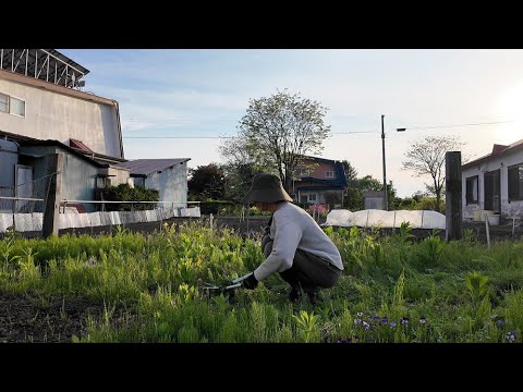 Potong rumput dan maintanance tomat di Jepang