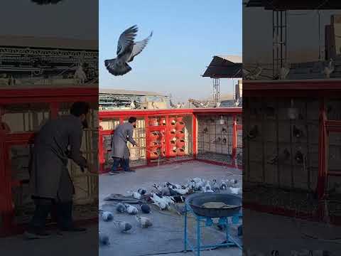 Pigeon Trap | Viral kabootar bazi | kabutar #shorts #pigeon #viral