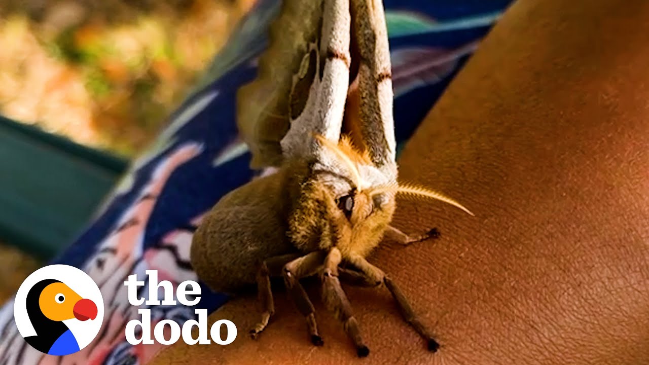 Giant Moth Trusts Her Rescuer To Raise Her Babies Heroes