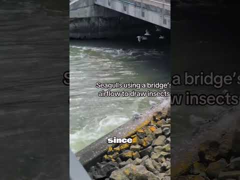 Why seagulls fly under this bridge! 😳