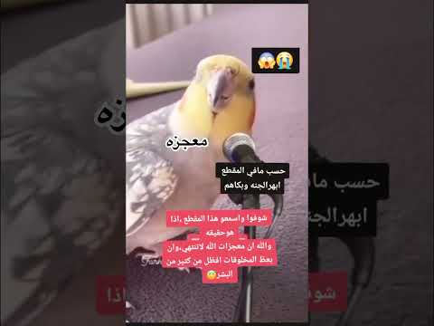 بغبان يقراء القران سبحان الله العظيم 😳 #اكسبلور #summer #ترند #دويتو #تيك_توك