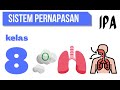 Human Respiratory System Concepts