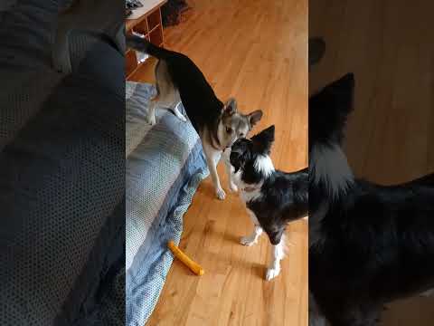 Bon Matin à la garderie 🐕 #dog #doggielife #doglife #dogs #dogshorts