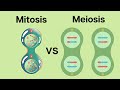 Understanding Mitosis and Meiosis