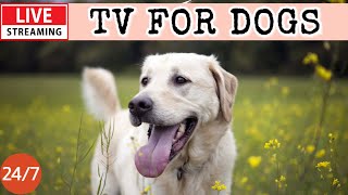 🔴[LIVE] Dog Music 🐶🎵 Sleep & Calm Music for Anxious Dogs 🐶🎵Music to Ease Separation Anxiety🔴17