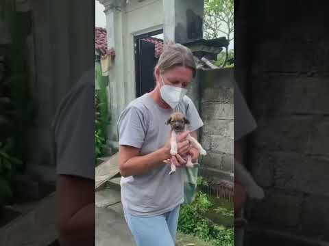 Broken-hearted puppy finally discovers the hope for life