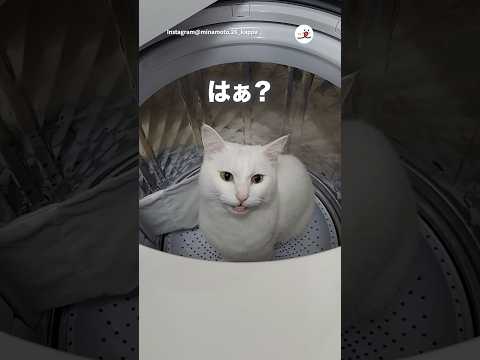 猫の動画サムネイル - はぁ？｜PECO