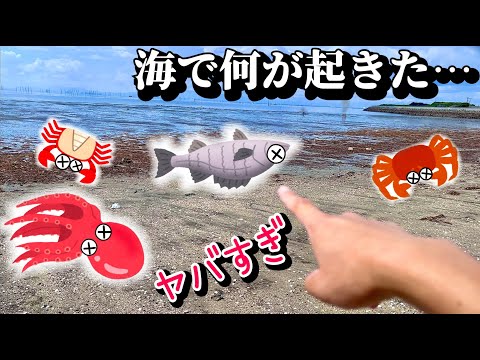 悲惨。数百匹の生物が海岸に打ち上がってる【閲覧注意】