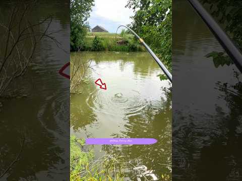 Fish bait with Fruit...๐ Amazing fishing Facts...๐ฃ๐ฃ #shorts #fishing #viralvideo