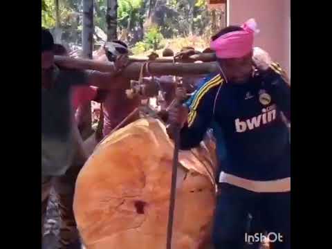 loading big mango tree #keralatimberworkers #loading ##kerala