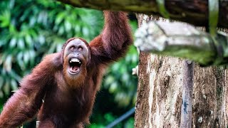 Are orangutans dangerous?