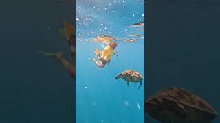 Swimming with turtles in Rarotonga with Green Turtle Tours: Loads of Turtles, Rays, Seahorses, Puffe