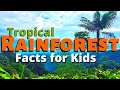 Rainforest Ecosystem and Layers