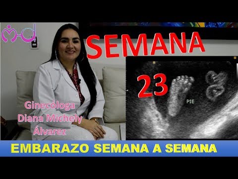SEMANA 23, EMBARAZO SEMANA A SEMANA; POR GINECOLOGA DIANA ALVAREZ