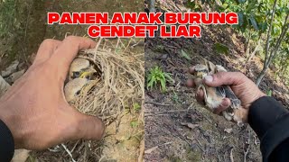 di lokasi ini banyak banget anak burung cendet 
