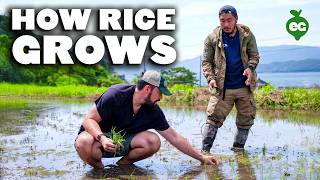 How Organic Rice Is Grown in Japan | Grow & Tell