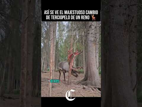 Las Astas de un Reno con Terciopelo ??#naturaleza #animales #curiosidades #sabiasque #datoscuriosos