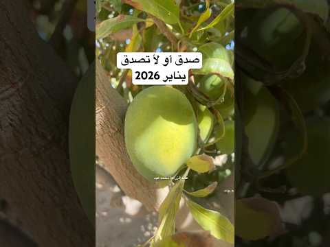 زراعة المانجو في المنزل