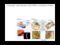 Exploring Mitosis and Meiosis Concepts