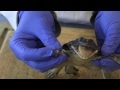 Frog Anatomy and Adaptations