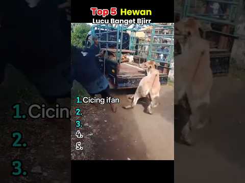 Top 5 Hewan random ๐คฃ #lucu #ngakak