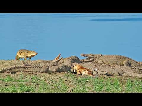 Blind Leopard with Balls of Steel Tries Taking from 10+ Monster Crocs