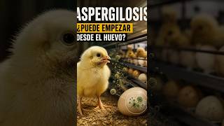 Aspergilosis en pollitos: causas, signos y prevención #avicultura #gallinasponedoras