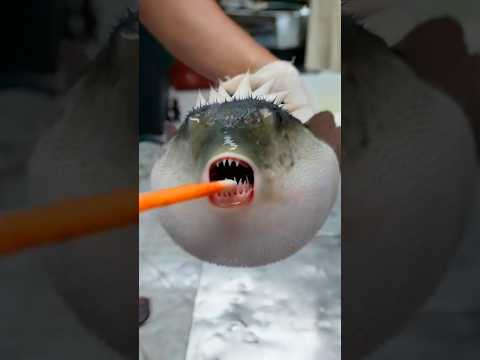 Pufferfish: Cute but Deadly! ☠️ #shorts