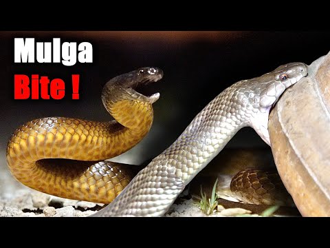 Searching For Australia's VENOMOUS SNAKES! - King Browns, Death Adders, and More!