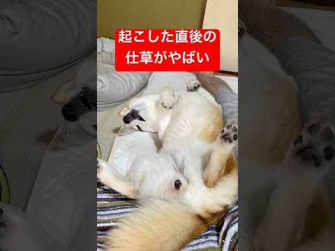 主にべったりへそ天で寝てる柴犬。電気をつけたら仕草が可愛すぎた。 #shibainu #柴犬
