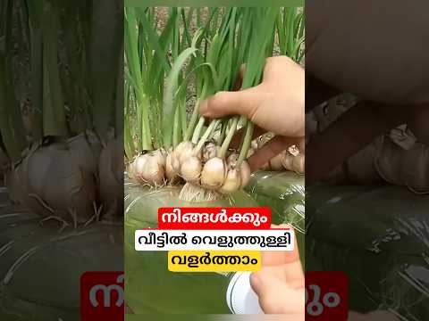 വെളുത്തുള്ളി ഇനി വീട്ടിലും  വളർത്താം #shortsvideo #garlic #malayalam