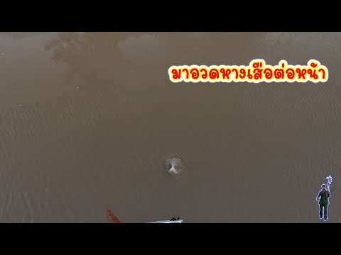 พอน้ำมาว้าวุ่นทั้งวัน