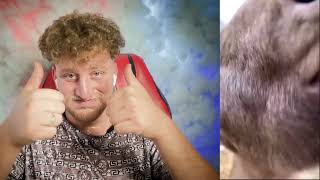 IMPOSSIBLE Try Not To Laugh – Funniest Clips Ever!🤫🤣