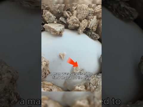 A turtle egg with a cracked shell. #healing #turtle #amazing #cute #shortvideo