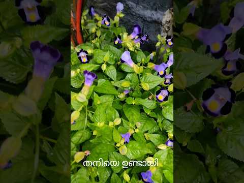 മുളപ്പിച്ചതല്ല.. തനിയെ ഉണ്ടായത്...,# പൂക്കളം ഒരുക്കാൻ ബെസ്റ്റ്#കാക്കപ്പൂ