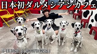 【癒し】日本初のダルメシアン専門犬カフェが癒しの楽園すぎてた...🐶　『DALMATIAN CAFE 101』