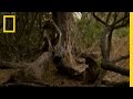 Hierarchy and Survival in Baboon Troops