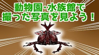 カブトムシの撮った写真を見ながら駄弁る配信[Live31匹目]