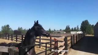 Black horses Arabian mare خيل عربي اصيل للبيع فرس دهماء فخمة حفيدة مروان الشقب