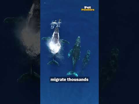 The Top 5 Most Athletic Animals On Earth!