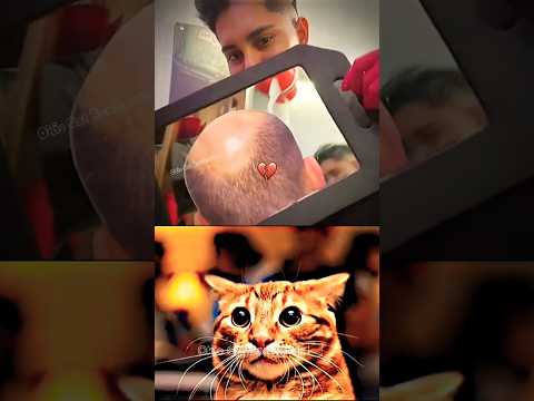 DANGEROUS BARBER IN OHIO 😆 #cat #meme #dance #trending #tiktok