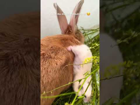 Кролик-жадина.                    #кролик #хомяка #дружба #юмор #прикол #животные #rabbit