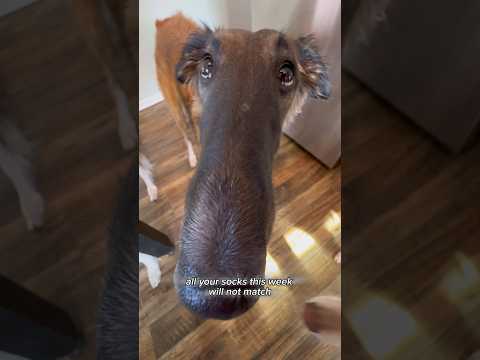 snoot of fate #snoot #choose #borzoi #dogs #fate