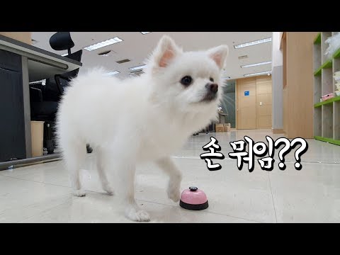 종 친 척하고 간식 얻어먹으려는 강아지..갈수록 잔꾀만;;