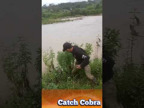 Young people catch cobras on the river bank #shorts #amazing