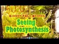 Exploring Photosynthesis and the Carbon Dioxide-Oxygen Cycle