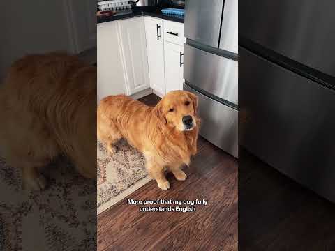 Funny and cute dogs compilation#funnydogs#cute#doglover#doglife#cure#dogshorts#pet#doglife