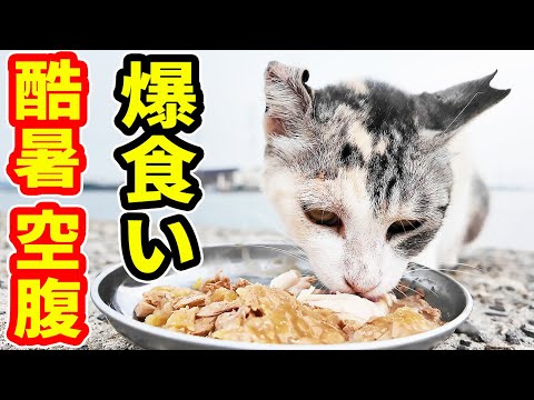 酷暑と空腹で鳴いている猫にご飯をあげると・・・ さくらねこたちへのエサやり