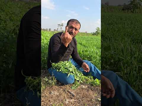 من حلف بغير الله فقد كذب